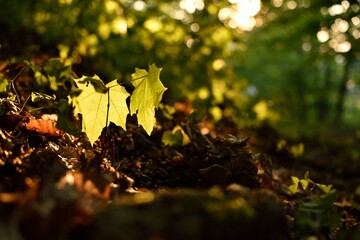 Young maple sapling at sunset in the autumn forest