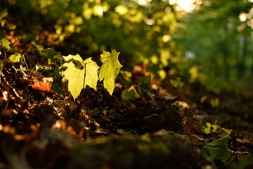 Young maple sapling at sunset in autumn