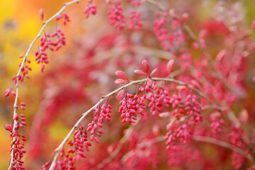 Bright red barberries on a branch on fall day. Berberis darwinii plant.
