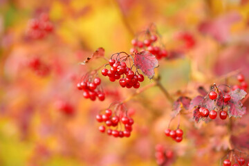 Bright red fruits of viburnum plant on fall day.