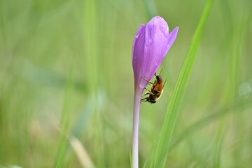 bee on a crocus flower