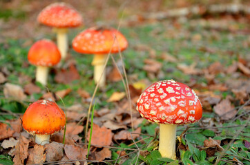 poisonous mushrooms a group of fly agarics in a meadow 