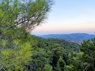 Fototapeta na wymiar Pine tree in the mountains. Mountain view during sunrise. Coniferous tree on a background of mountains.