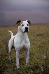 Beautiful pitbull dog posing in mysterious autumn morning