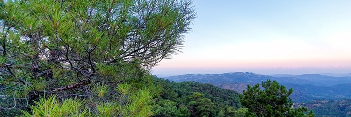 Mountain view during sunrise.  Coniferous tree on a background of mountains.