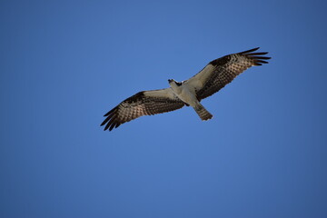 Osprey