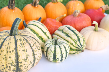 Pumpkins colorful fall collection.