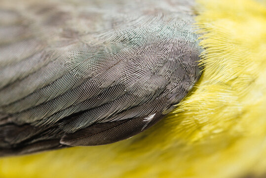 Macro View Of Bird Feathers