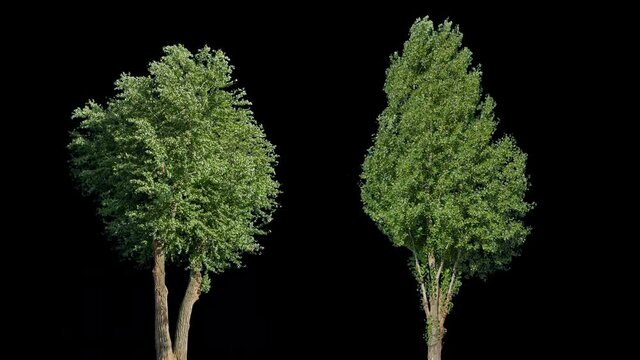High quality 4K 10bit footage of trees on the wind isolated on white background.  Made from 14bit RAW