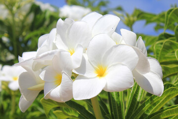 Fototapeta premium White frangipani Plumeria flowers close up.