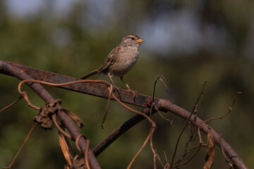 White-crowned Sparrow perched on a rusty vintage garden trellis