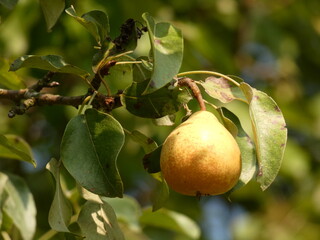 Wild pear branch with leaves and fruit