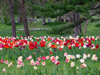 Obraz premium Tulips and Headstones
