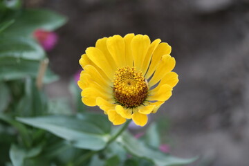 bee on yellow flower, nature, garden, plant, summer, green, macro, petal, flora,