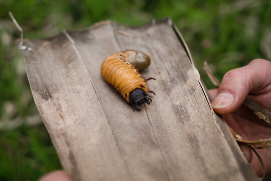 Cockchaffer worm
