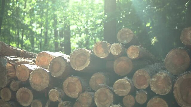 Pan Right across Logged Tree Stumps sitting in a Pile in Luscious Green Forest as the Sun Flares.