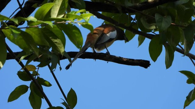 Rufous treepie chilling on tree UHD MP4 4k Viedo..