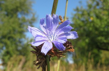 Beautiful chicory flower in the garden on blue sky background, closeup