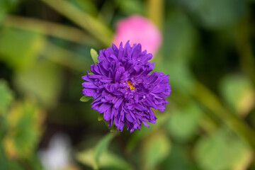Close up of a purple flower. Beautiful violet flower in macro. 