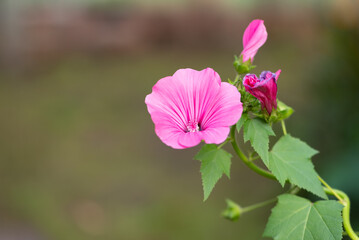 Fototapeta premium Hibiscus flower in a garden. Pink beautiful flower close up.