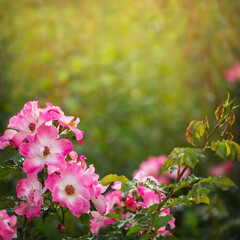 Beautiful pink and white Rosa canina blooms in the garden on a summer day. Selective focus