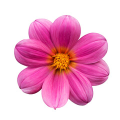 Pink dahlia isolated on white background close-up