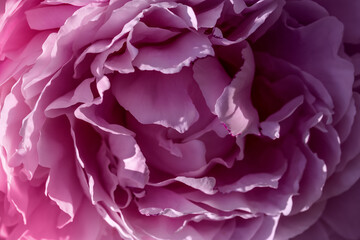 Lilac peony closeup as background texture. Macro