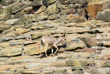 Photo of a mountain goat climbing over rocks