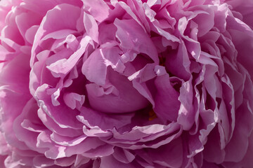 Lilac peony closeup as background texture. Macro