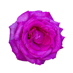 Purple rose isolated on white background close-up.