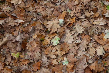 Fallen oak leaves on the ground in the forest in autumn