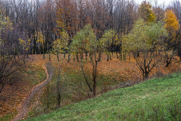 Fototapeta premium beautiful trees in a city park in autumn