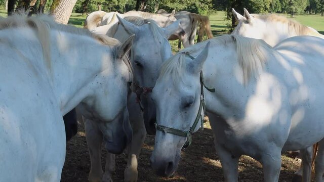 Lipizzan horses of Lipica in Slovenia