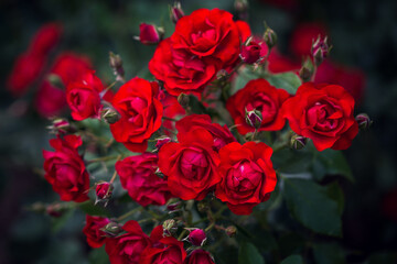 Beautiful roses bloom in the park. Selective focus