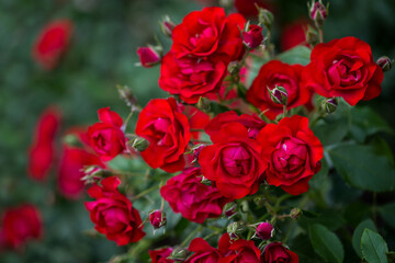 Beautiful roses bloom in the park. Selective focus