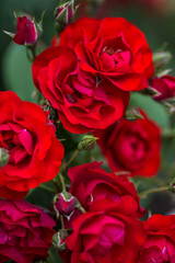 Beautiful roses bloom in the park. Selective focus
