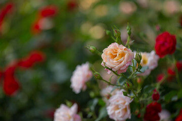 Beautiful roses bloom in the park. Selective focus