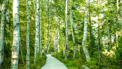 Wooden footbridge / boardwalk in the green birch forest in the Black Forest in the evening with...