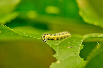The voracious yellow-green shaggy with black dots of the caterpillar destroys fresh foliage. Pests...