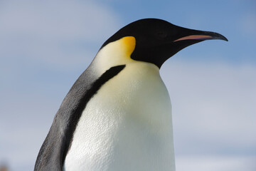 Fototapeta na wymiar Emperor Penguin, Antarctica