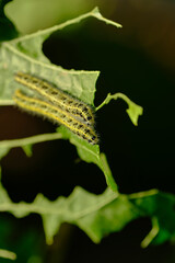 Two green, shaggy caterpillars eat fresh foliage. Macro photography.