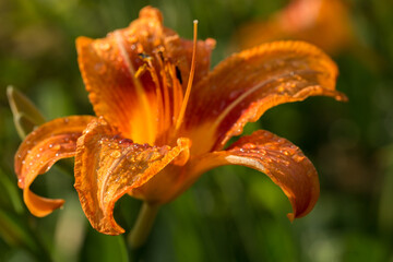Orange lilium flower close-up with raindrops, selective focus, macro