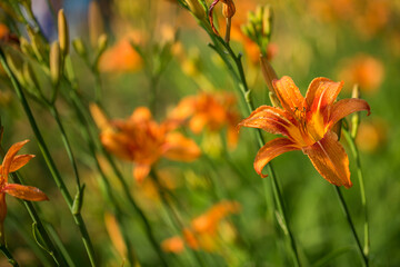 Blooming Lilium in the park on a summer day. Selective focus