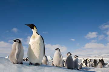 Emperor Penguin and Chicks,  Antarctica