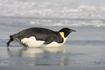 Emperor Penguin on Ice,  Antarctica