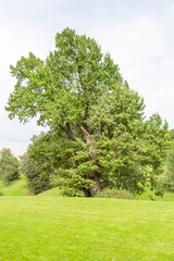 Green grass in the recreation area of the city summer park