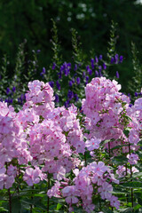 pink Phlox flower on a Bush close-up