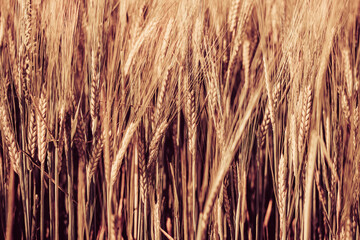 Fototapeta premium Wheat field close up. Summer countryside scenery. Beautiful nature landscape. Fresh ears of young wheat. Agriculture scene. Abstract blurred background.