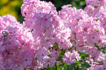 pink Phlox flower on a Bush close-up