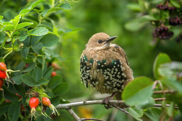 Starling bird sitting on a Aronia branch close-up